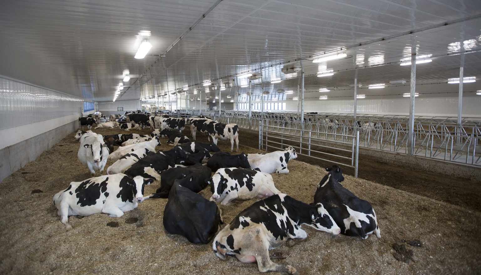 Feitsma Dairies - Dairy Barn - Zak's Building Group